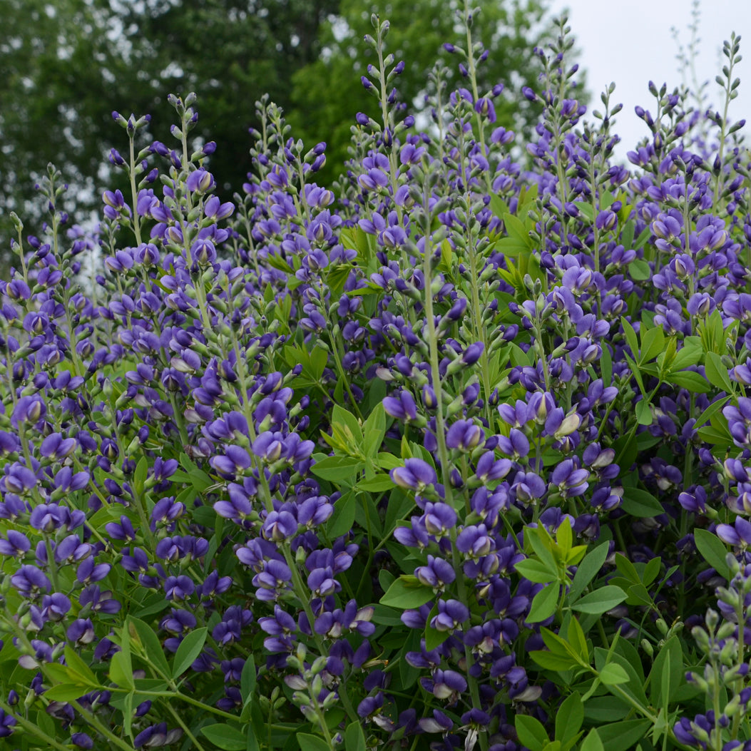 Baptisia Blueberry Sundae – New Blooms Nursery