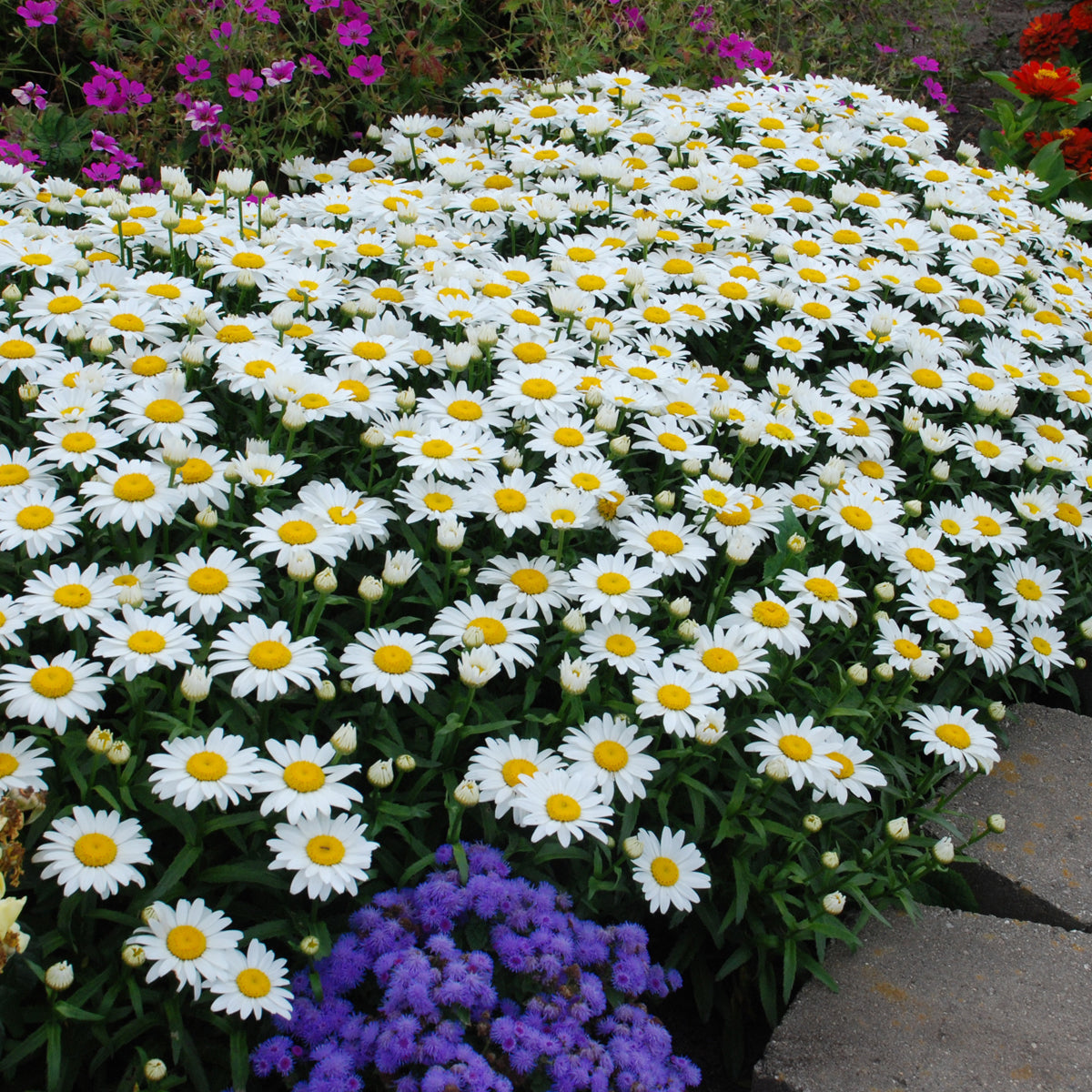 Questions Answered Series: Shasta Daisy