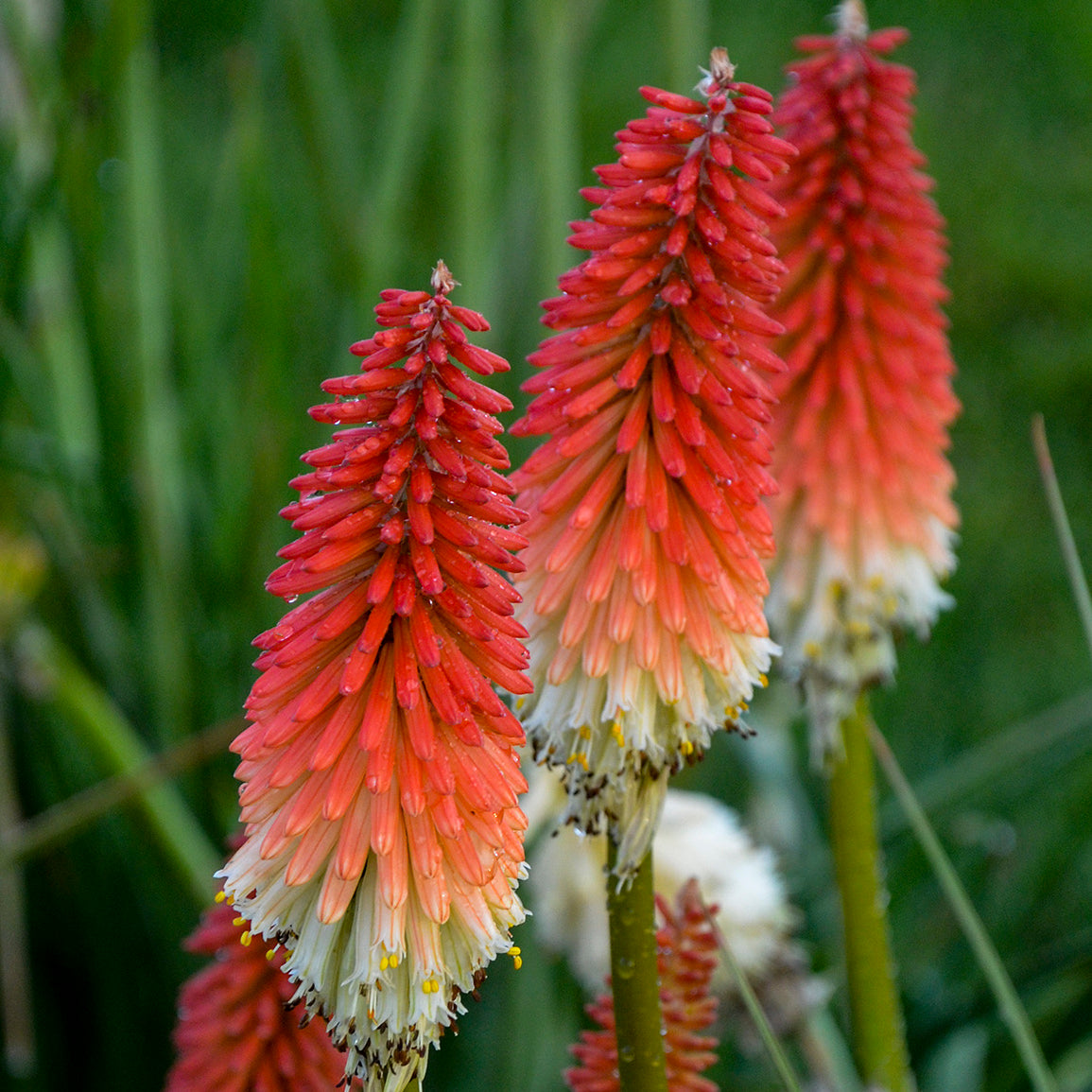 Kniphofia store