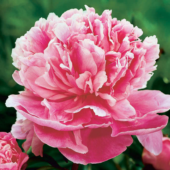  Easy to Grow Peony 'Alexander Fleming' Plant Division (1 Pack)  - Fragrant Pink Flowering Blooms in Spring Gardens : Patio, Lawn & Garden