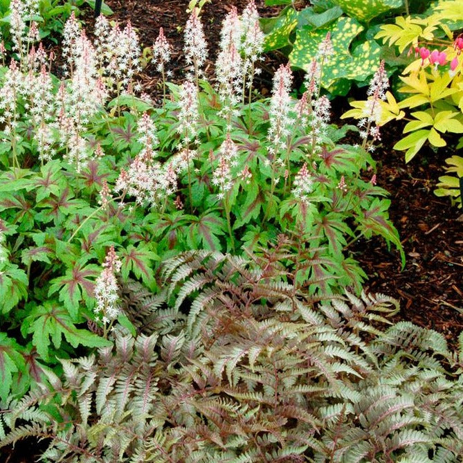 How to Grow and Care for Foamflower