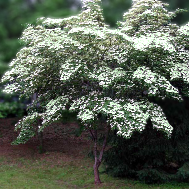 White deals kousa dogwood