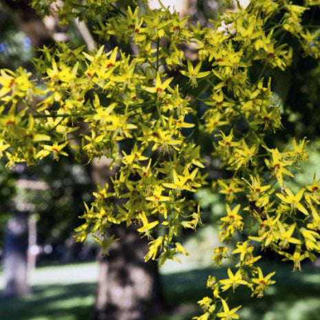 Golden Rain Tree – New Blooms Nursery