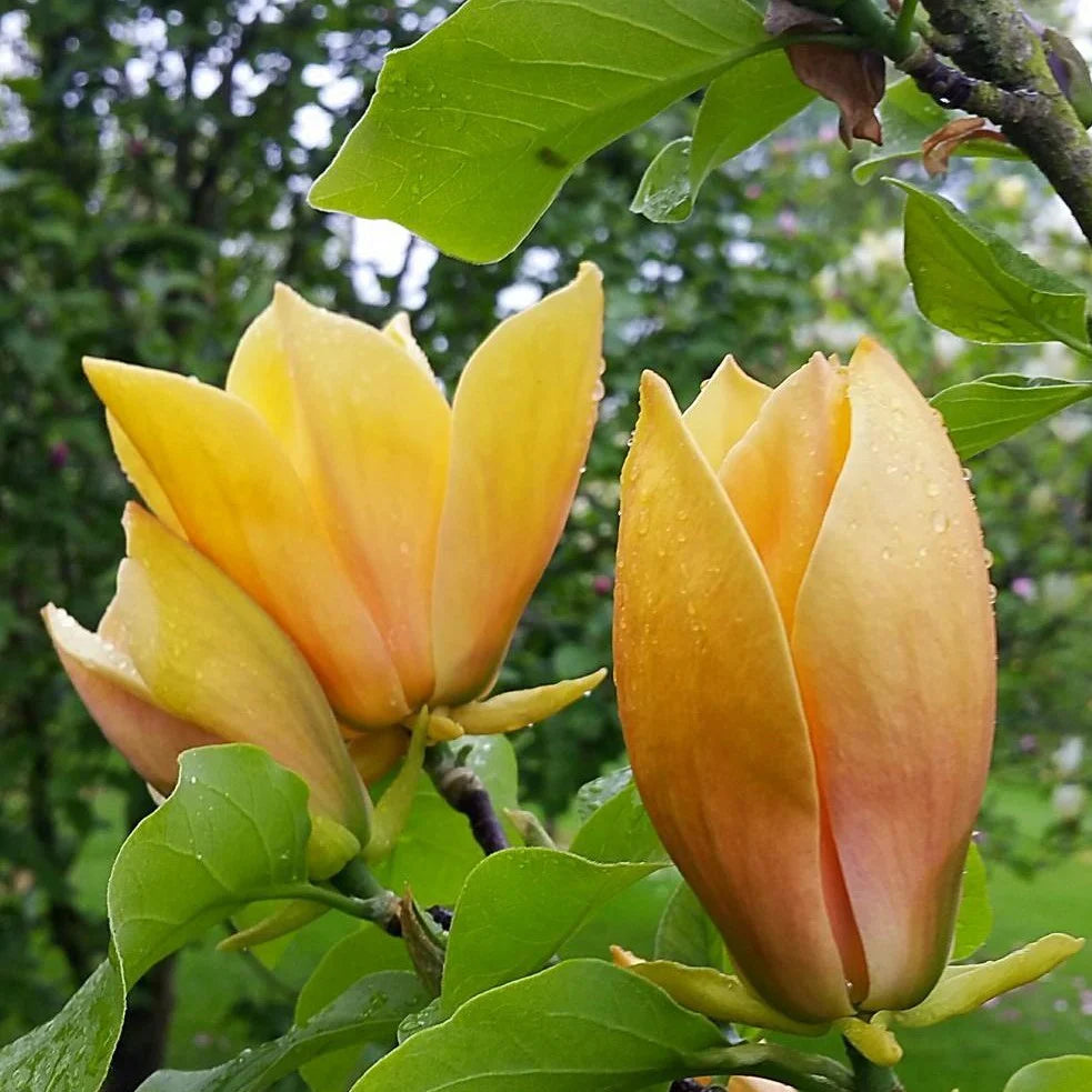 Judy Zuk Magnolia New Blooms Nursery