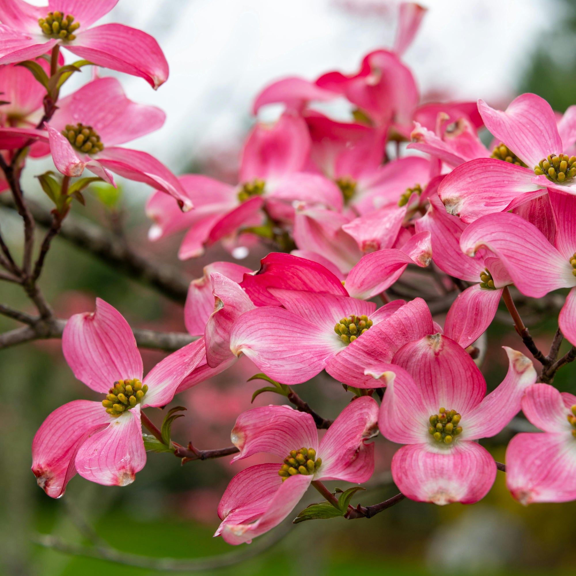 Dogwoods