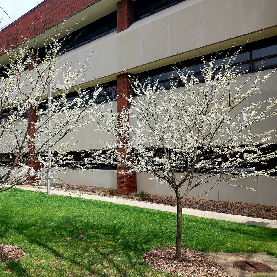 White Eastern Redbud