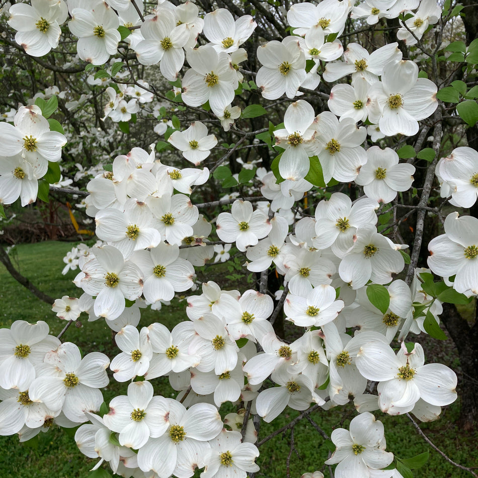 Appalachian Joy Dogwood