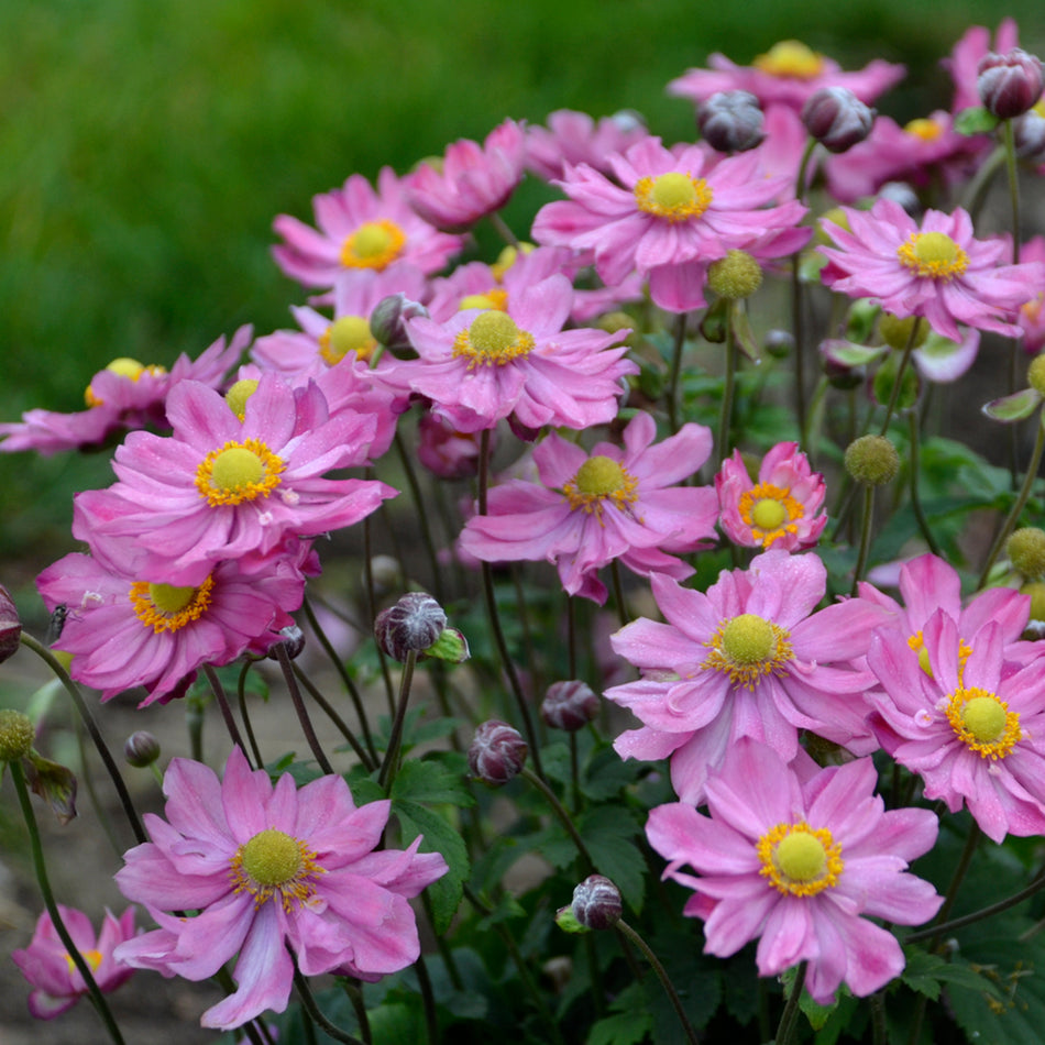 Anemone 'Curtain Call Pink' - Wind Flower