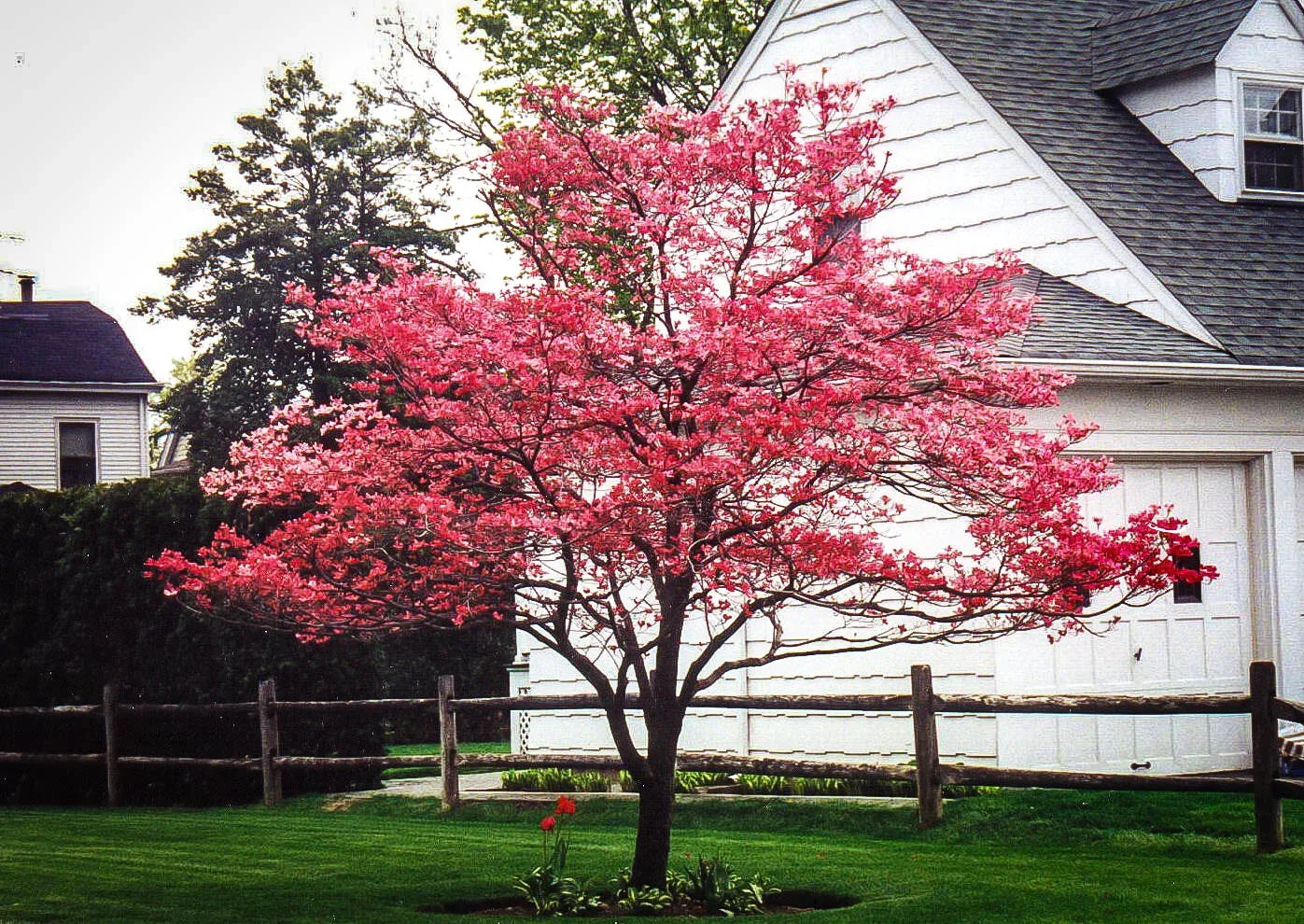 Apache Red Dogwood – New Blooms Nursery