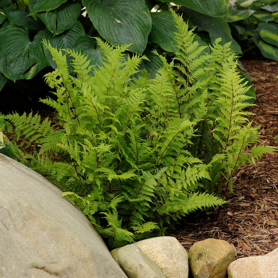 Athyrium 'Lady in Red' - Fern