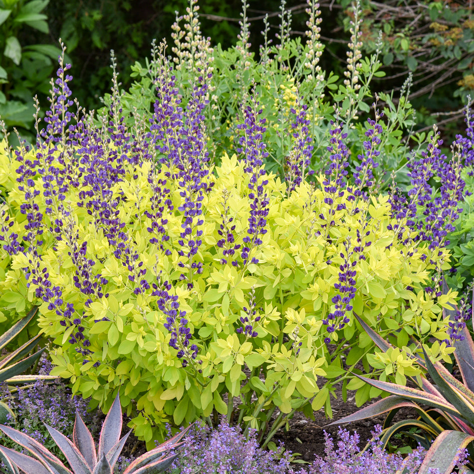 Baptisia 'Golden Anniversary'