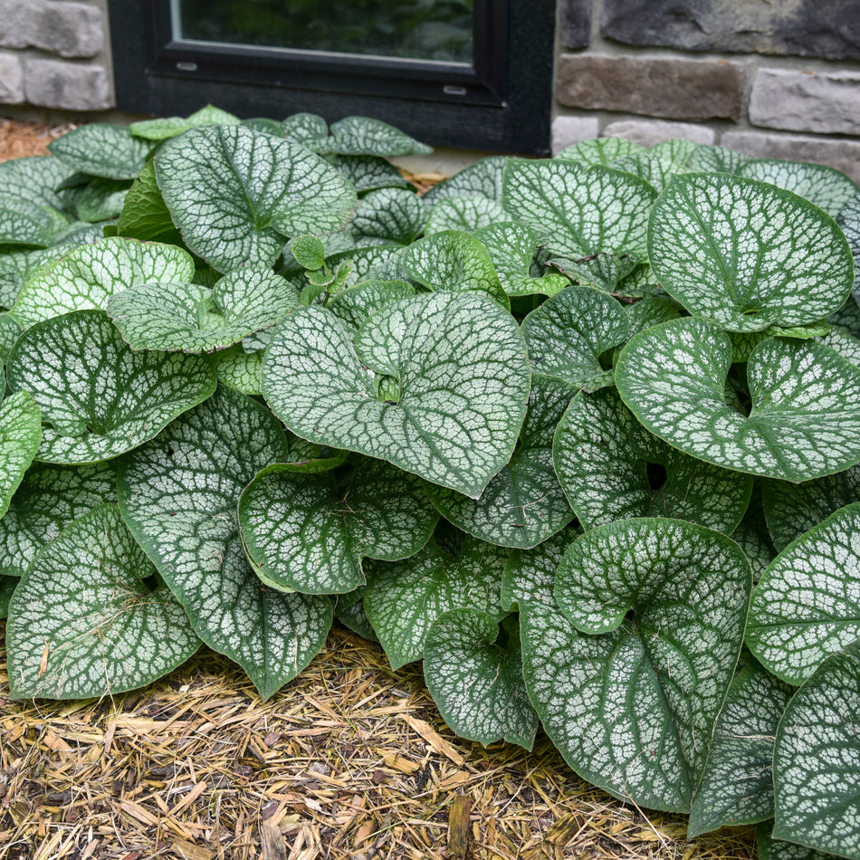 Brunnera m. 'Jack of Diamonds'