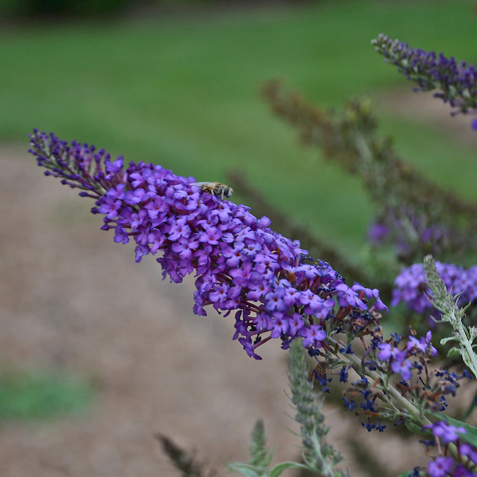 Buddleia 'Blue Knight' MONARCH® - Butterfly Bush