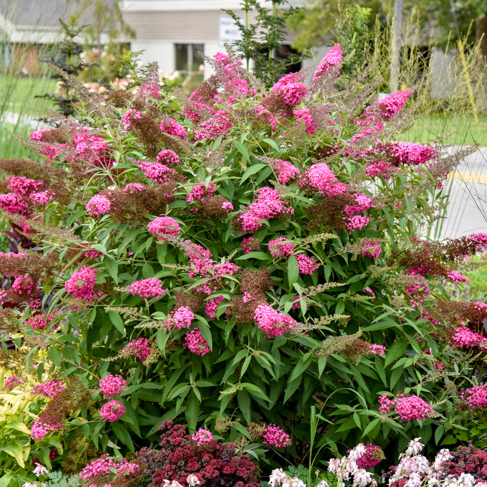 Buddleia 'Blue Knight' MONARCH® - Butterfly Bush (Copy)