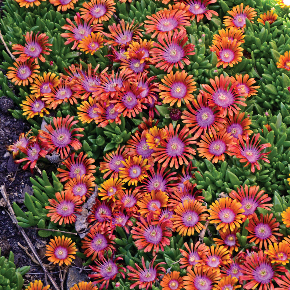 Delosperma 'Fire Spinner®' - Hardy Ice Plant