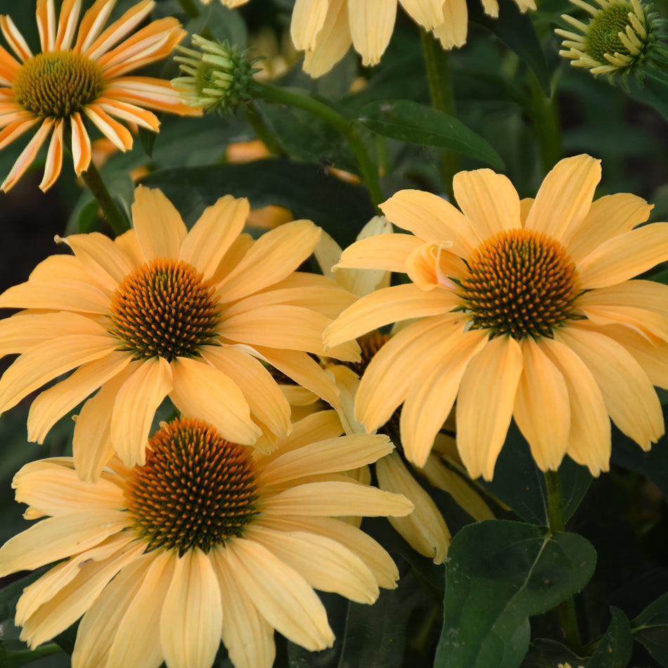 Echinacea One in a Melon - Coneflower