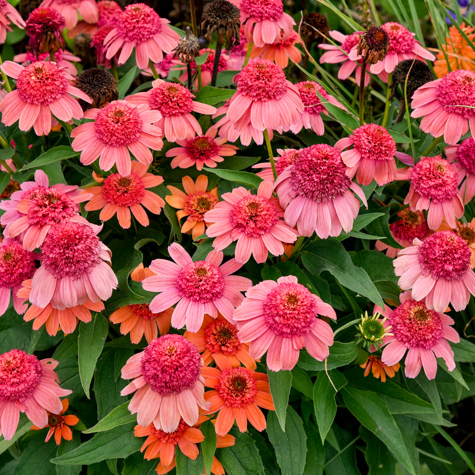 Echinacea Rainbow Sherbet - Coneflower