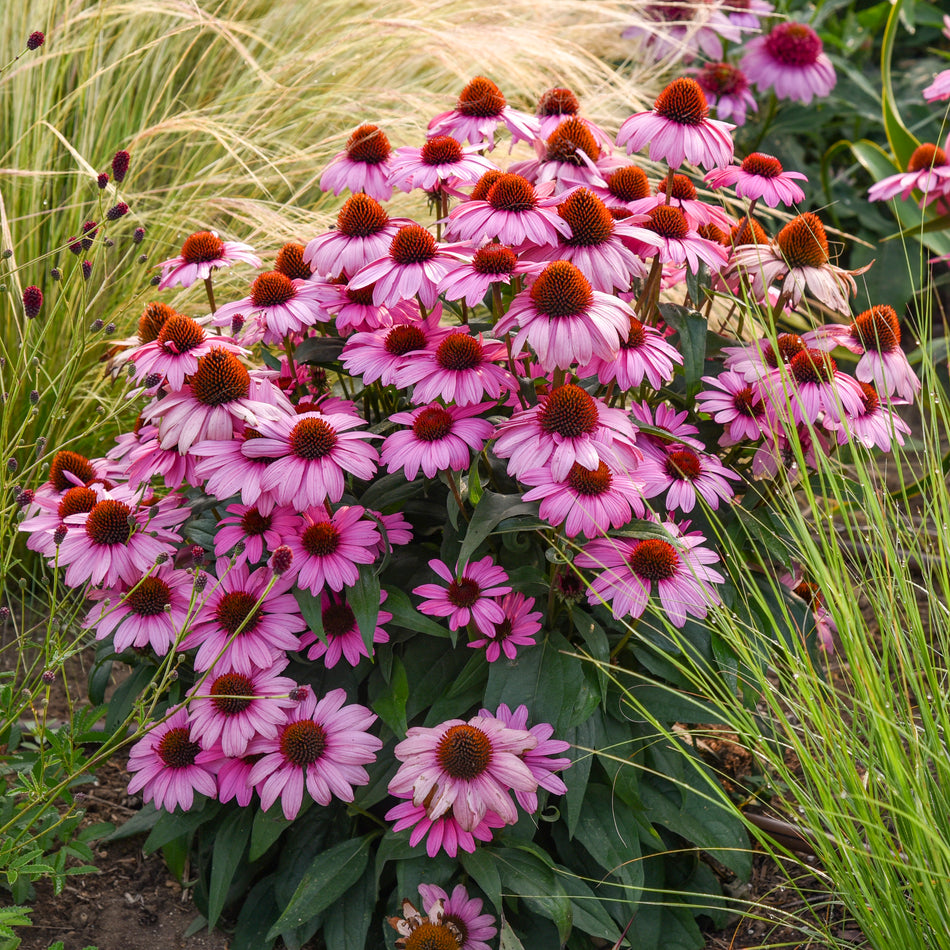 Echinacea The Fuchsia is Bright - Coneflower