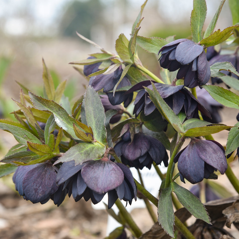 Helleborus Dark and Handsome - Leten Rose