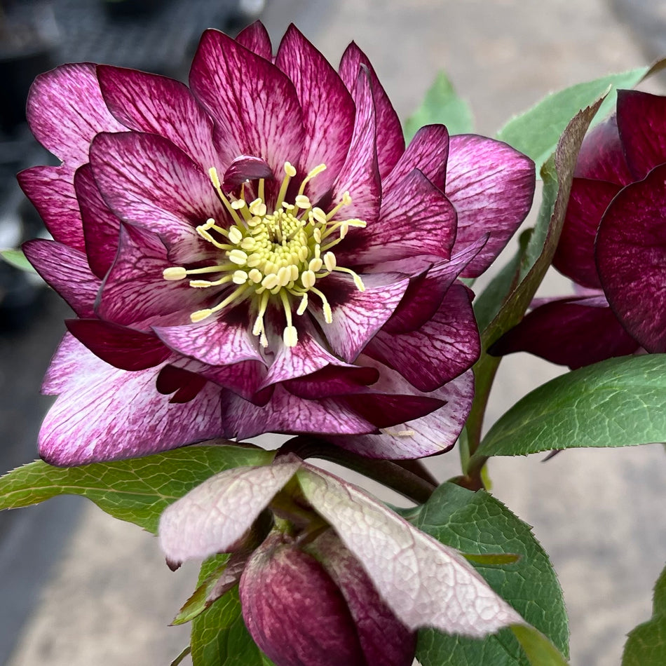 Helleborus Whirlwind Romance - Leten Rose