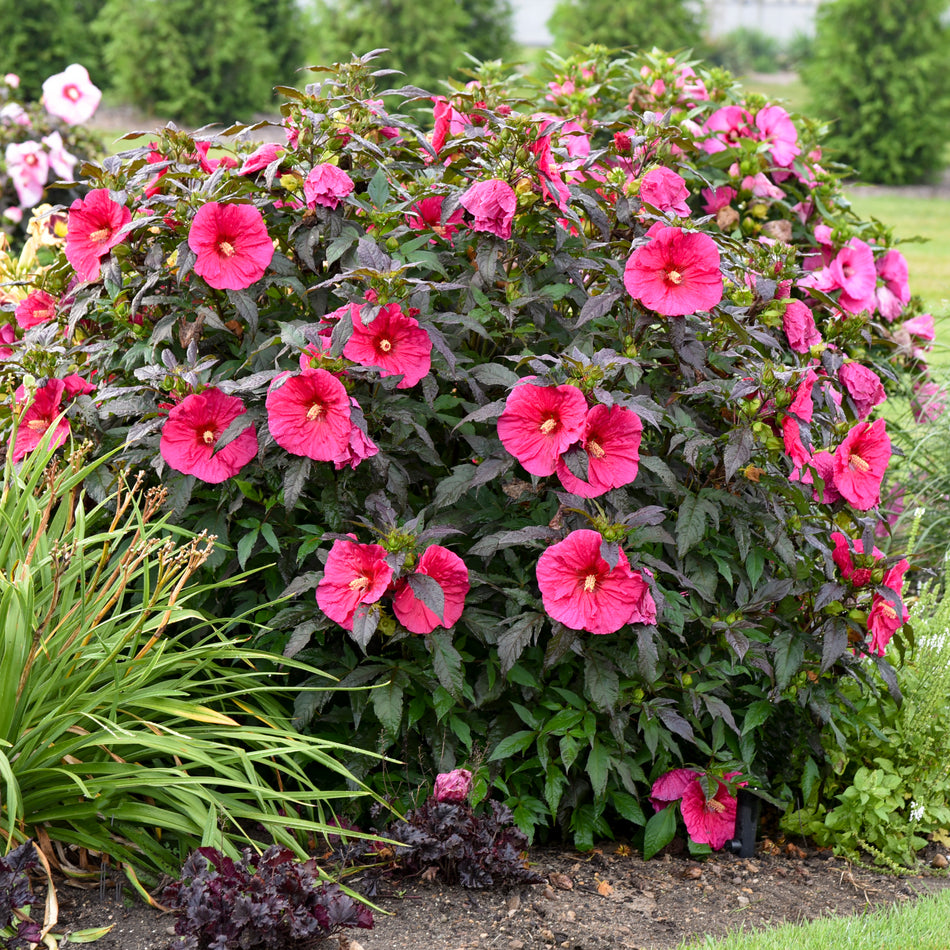 Hibiscus Evening Rose