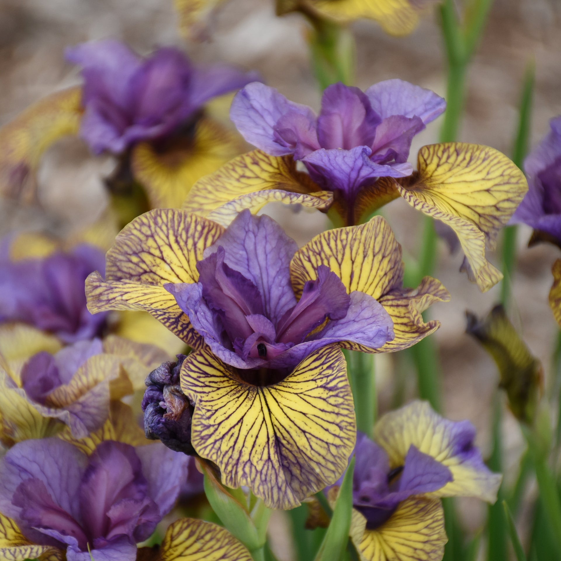 Siberian Iris (Iris sibirica) organic