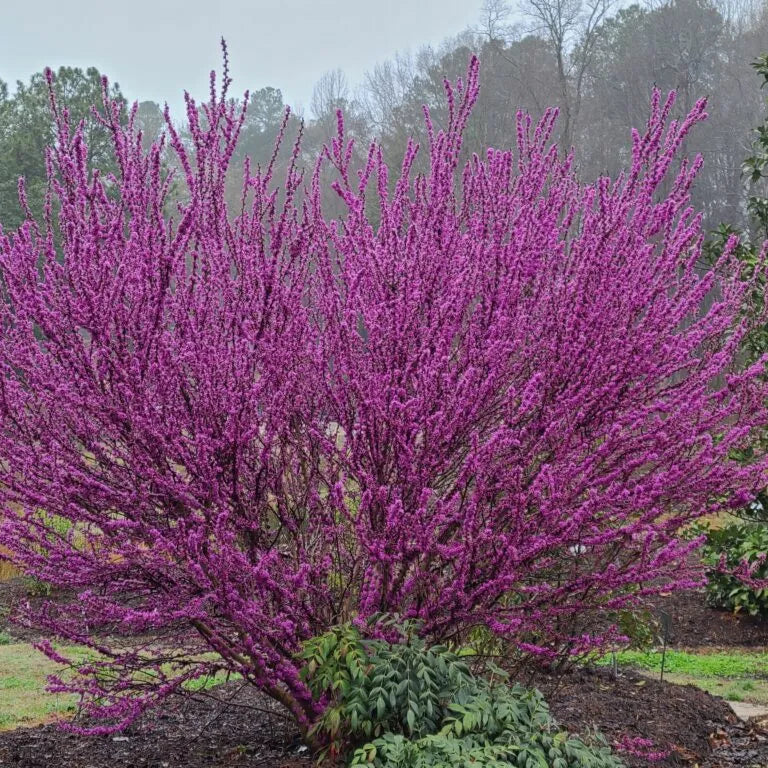 'Kay's Early Hope' Cercis chinensis