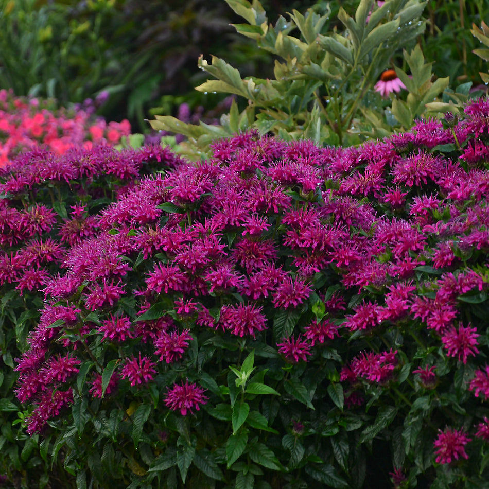 Monarda Grape Gumball