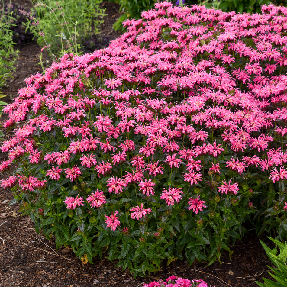 Monarda Pink Chenille