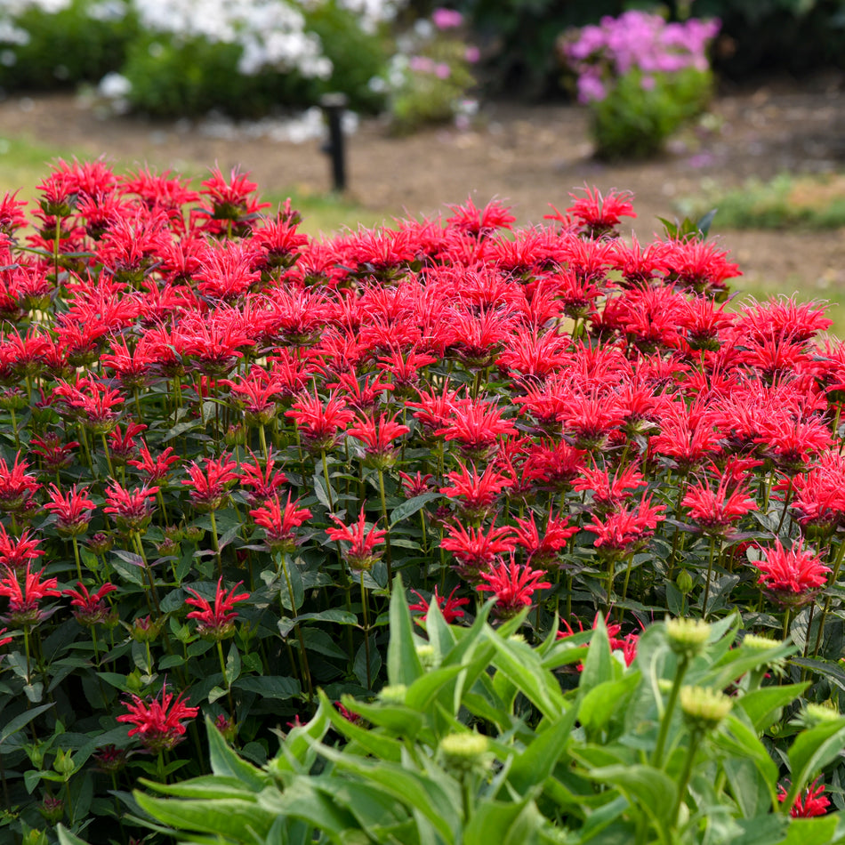 Monarda Red Velvet