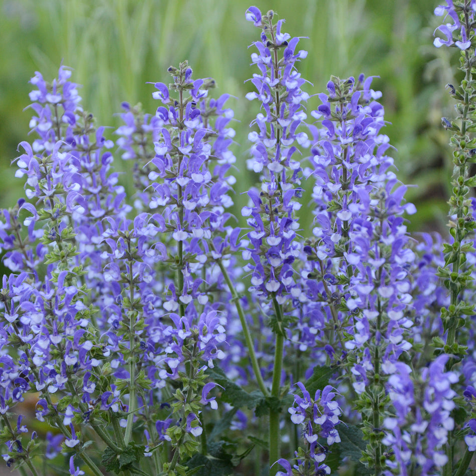 Salvia 'Azure Snow' COLOR SPIRES