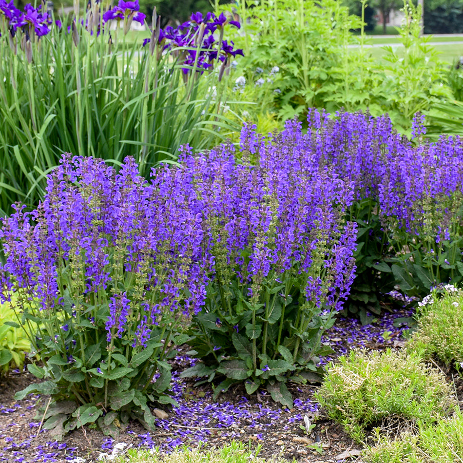 Salvia 'Midnight Model' FASHIONISTA®