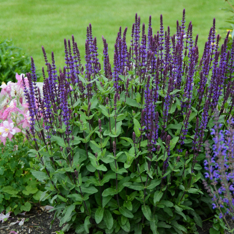 Salvia nemorosa 'Caradonna'