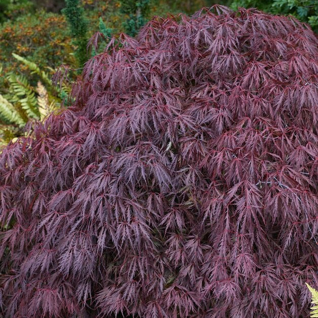 Tamukeyama Japanese Maple