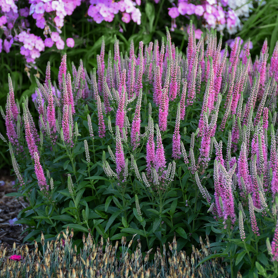 Veronica 'Pink Potion' - Spike Speedwell