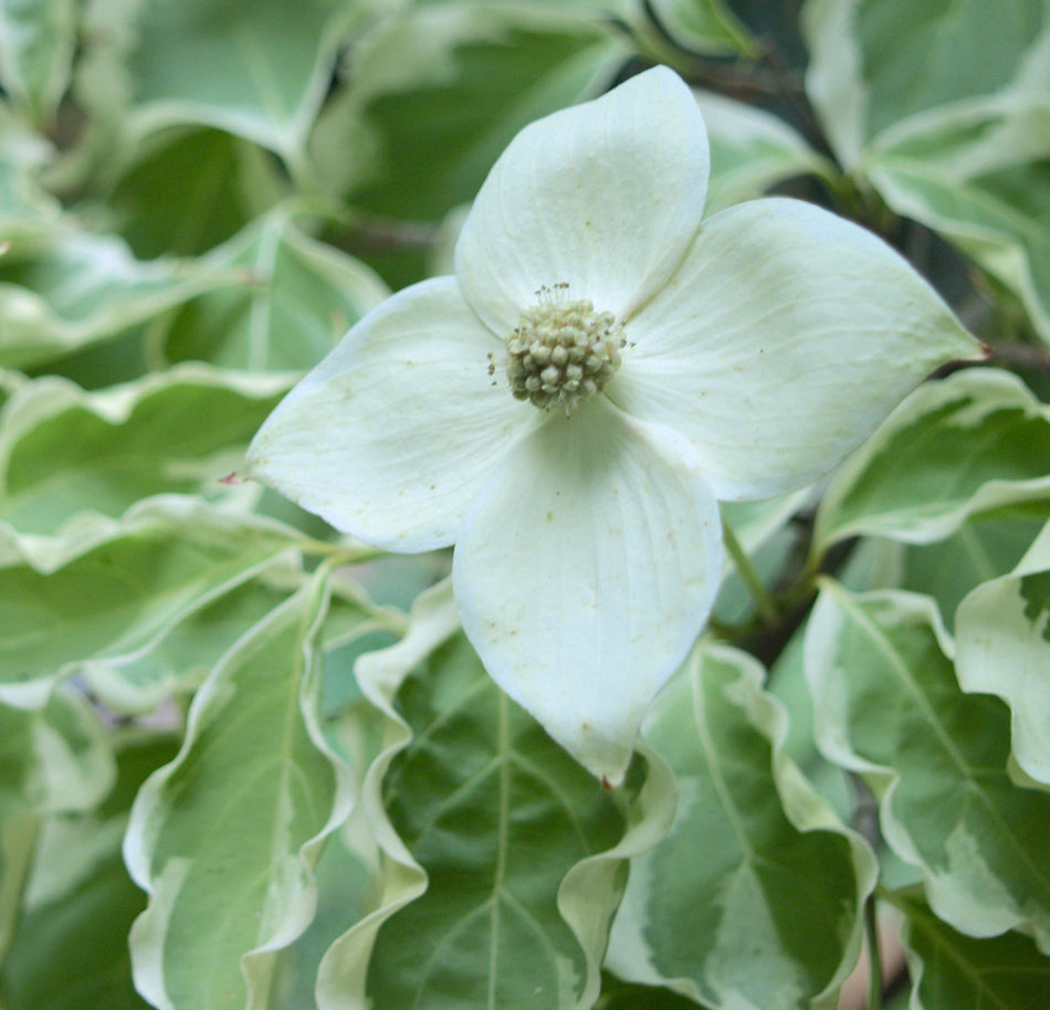 Samaritan® Kousa Dogwood