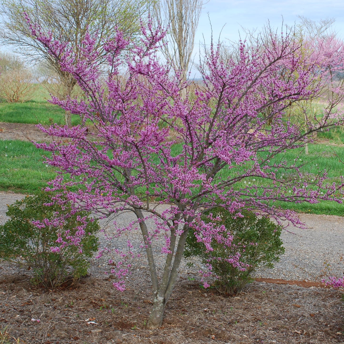 Ace of Hearts Redbud – New Blooms Nursery