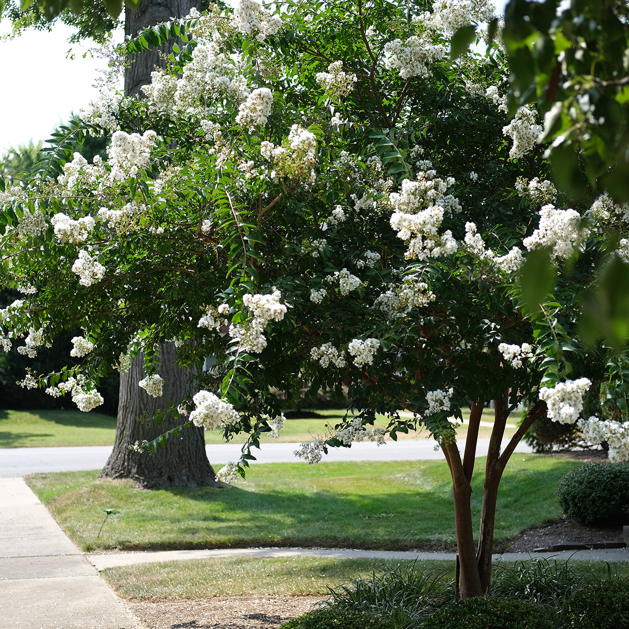 Acoma Crape Myrtle (Semi-Dwarf Tree) – New Blooms Nursery