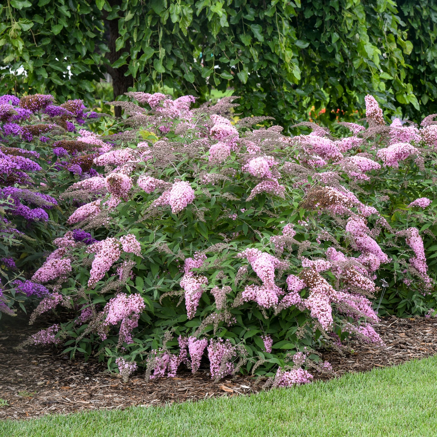 Buddleia Pink Cascade II - Butterfly Bush – New Blooms Nursery