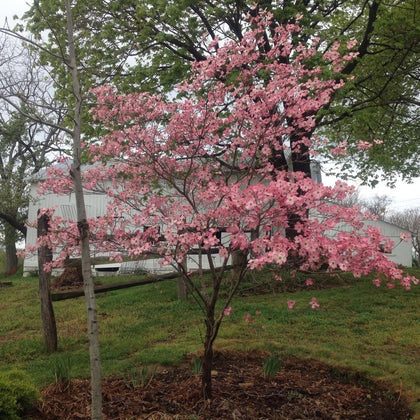 Cherokee Brave Flowering Dogwood – New Blooms Nursery