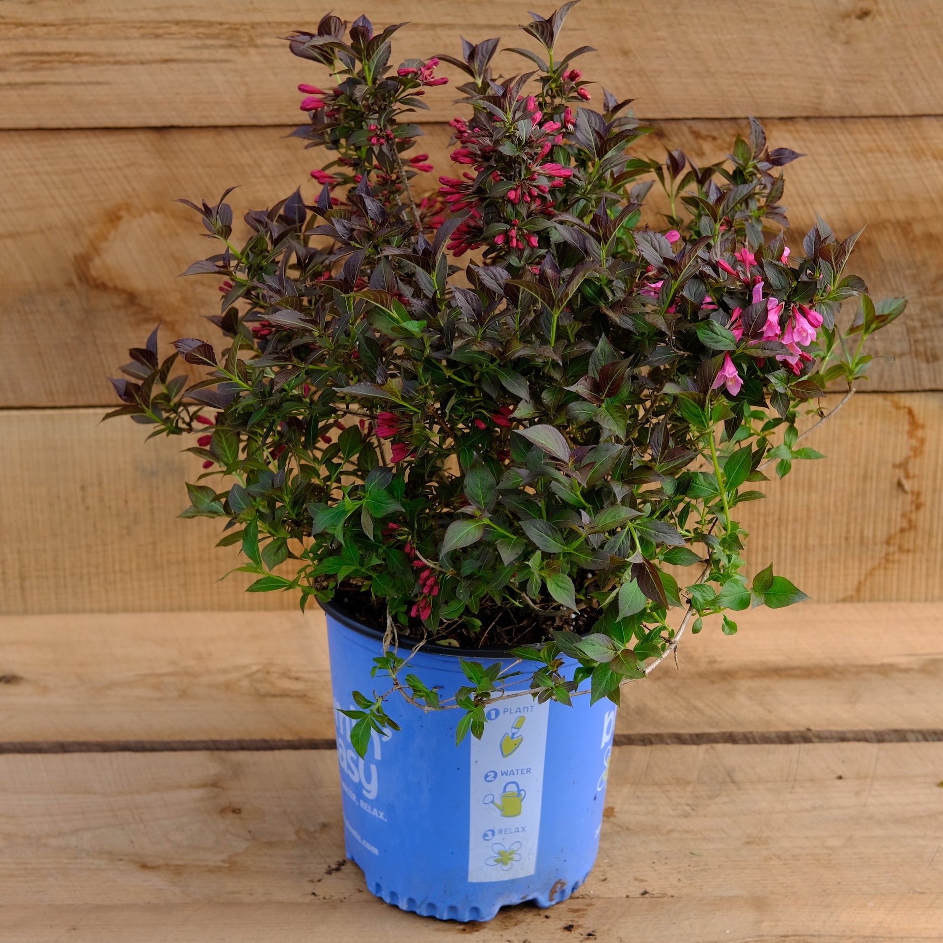 Weigela 'Date Night Stunner' – New Blooms Nursery