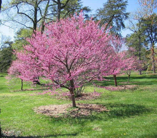 Tennessee Pink Redbud – New Blooms Nursery