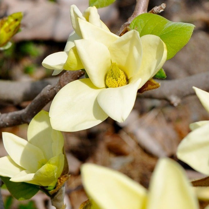 Magnolia x acuminata 'Golden Gift'