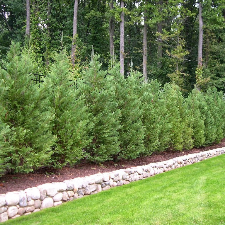 Thuja Green Giant – New Blooms Nursery