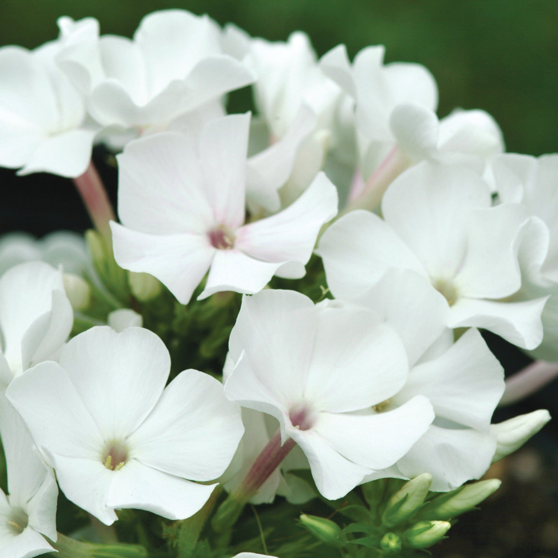 Phlox Paniculata Flame White – New Blooms Nursery