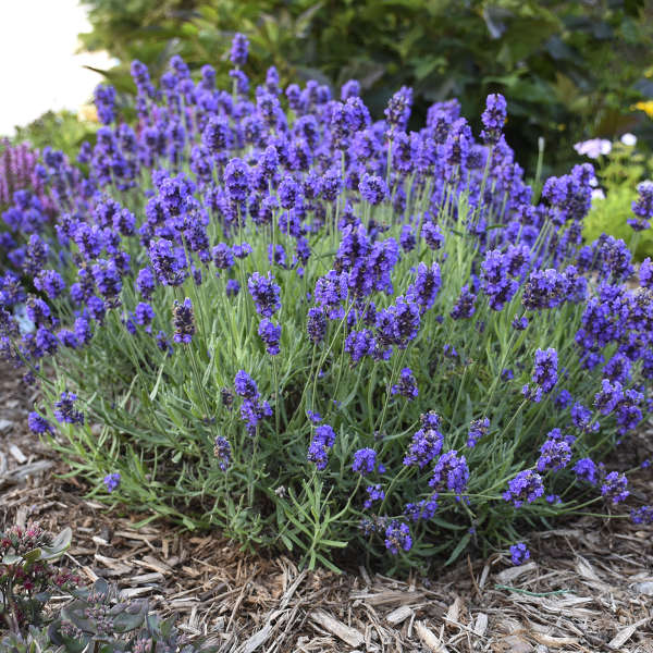 English Lavender - Super Blue – New Blooms Nursery