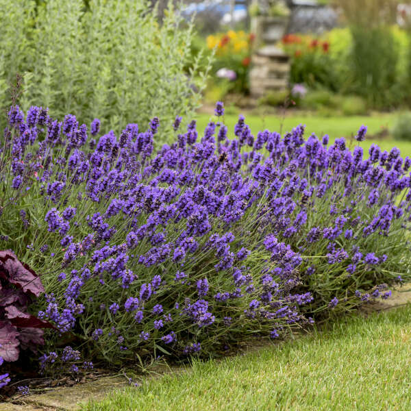 English Lavender