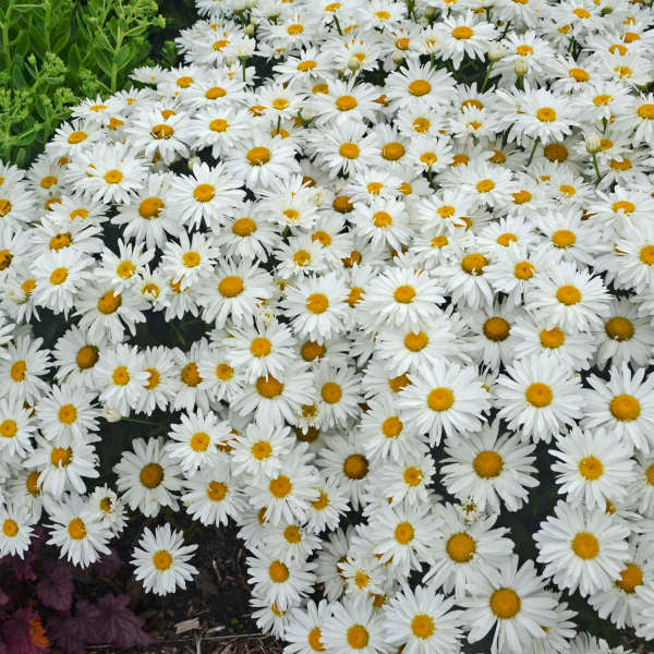 Leucanthemum 'Whoops-a-Daisy' - Shasta Daisy