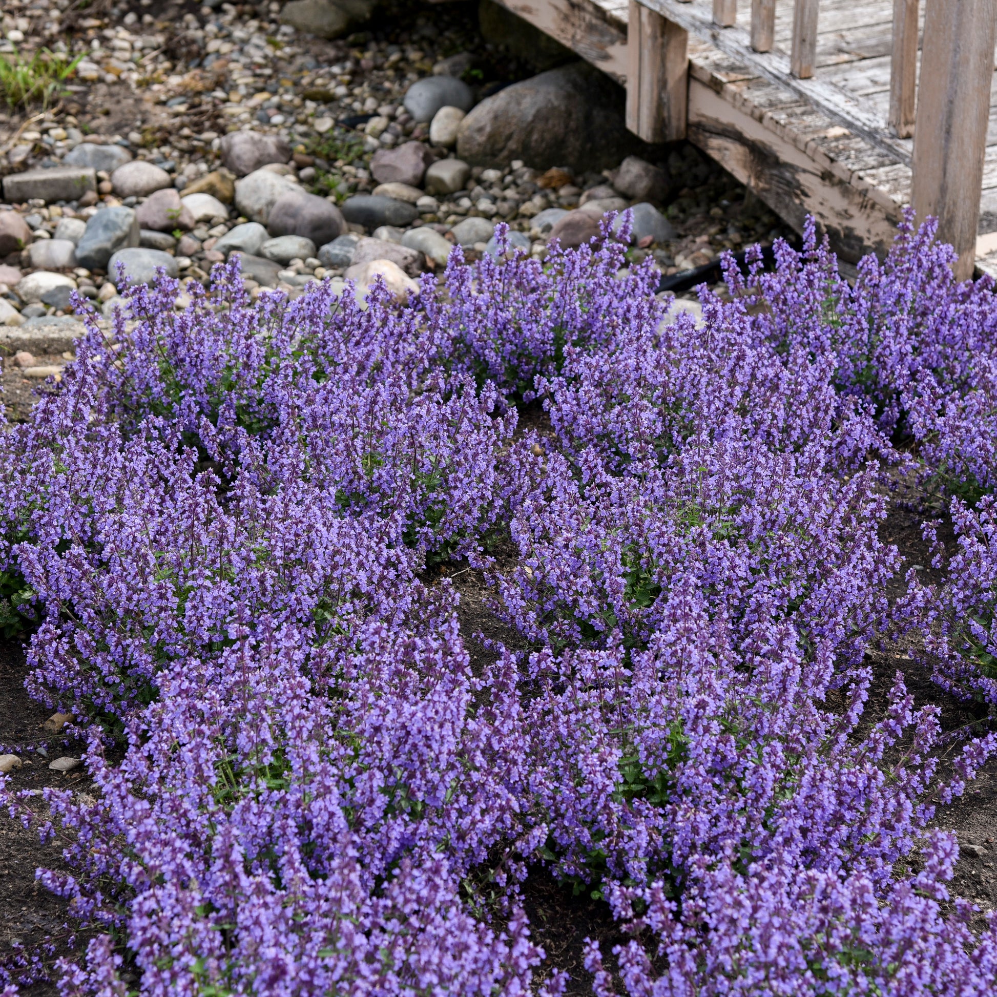 Catmint (Nepeta 'Cat's Pajamas') in the Catmints Database 