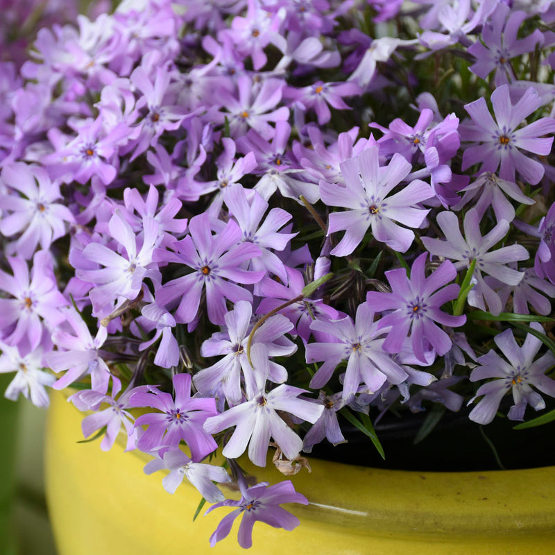 Phlox 'Bedazzled Lavender' - Hybrid Spring Phlox – New Blooms Nursery